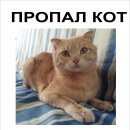 Подробнее об объявлении «Пропал кот любимец семьи Омск» Фото: пропала кошка Шотландская вислоухая «Пропал кот любимец семьи Омск» в г. Омск