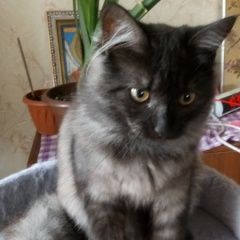 Подробнее об объявлении «Пропала кошка Калуга» Фото: пропала кошка Сибирская кошка «Пропала кошка Калуга» в г. Калуга
