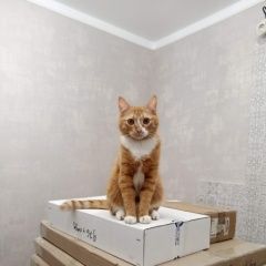 Подробнее об объявлении «Пропал кот помогите найти Электрогорск» Фото: пропала кошка  «Пропал кот помогите найти Электрогорск» в г. Электрогорск