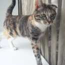 Подробнее об объявлении «Москва Пропала кошка» Фото: пропала кошка  «Москва Пропала кошка» в г. Москва