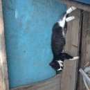 Подробнее об объявлении «Улан-Удэ Пропал кот» Фото: пропала кошка  «Улан-Удэ Пропал кот» в г. Улан-Удэ