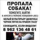 Подробнее об объявлении «Пропала собака бультерьер г. Брянск» Фото: пропала собака Бультерьер «Пропала собака бультерьер г. Брянск» в г. Брянск