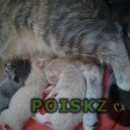 Подробнее об объявлении «Лобня Пропала кошка» Фото: пропала кошка  «Лобня Пропала кошка» в г. Лобня