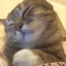 Подробнее об объявлении «Москва Пропал кот 15. 08. 2017 пряник.» Фото: пропала кошка  «Москва Пропал кот 15. 08. 2017 пряник.» в г. Москва