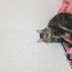 ����: ������� �����  �������� ����� ��������� ������� ��������������...� � �. �����������