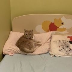 Подробнее об объявлении «Пропала кошка Реутов» Фото: пропала кошка  «Пропала кошка Реутов» в г. Реутов