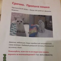 Подробнее об объявлении «Пропала кошка Тюмень» Фото: пропала кошка  «Пропала кошка Тюмень» в г. Тюмень