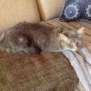 Подробнее об объявлении «Москва Пропал кот» Фото: пропала кошка  «Москва Пропал кот» в г. Москва