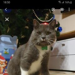 Картинка пропала кошка В городе Белгород исчез котишка. Белгород