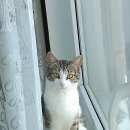 Подробнее об объявлении «Подольск Пропал кот» Фото: пропала кошка  «Подольск Пропал кот» в г. Подольск