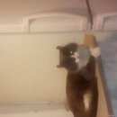 Подробнее об объявлении «Лобня Пропала кошка кот» Фото: пропала кошка  «Лобня Пропала кошка кот» в г. Лобня