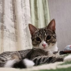 Подробнее об объявлении «Пенза Пропал котёнок» Фото: пропала кошка  «Пенза Пропал котёнок» в г. Пенза