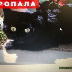 Подробнее об объявлении «Пропала кошка Ростов-на-Дону» Фото: пропала кошка  «Пропала кошка Ростов-на-Дону» в г. Ростов-на-Дону