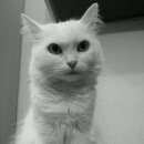 Подробнее об объявлении «Москва Пропала кошка» Фото: пропала кошка Турецкая ангора «Москва Пропала кошка» в г. Москва