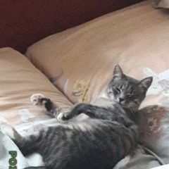 Подробнее об объявлении «Пропала кошка. Москва» Фото: пропала кошка  «Пропала кошка. Москва» в г. Москва