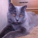 Подробнее об объявлении «Пропал кот Кемерово» Фото: пропала кошка Британская короткошерстная «Пропал кот Кемерово» в г. Кемерово