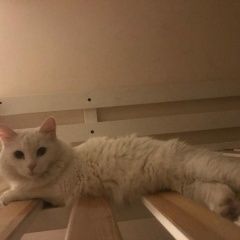 Подробнее об объявлении «Москва Пропала кошка белая пушистая кошка» Фото: пропала кошка  «Москва Пропала кошка белая пушистая кошка» в г. Москва