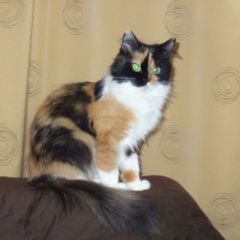 Подробнее об объявлении «Орел Пропала кошка» Фото: пропала кошка  «Орел Пропала кошка» в г. Орел