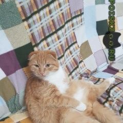Подробнее об объявлении «Пропал кот рыжий вислоухий кот. Шахты» Фото: пропала кошка  «Пропал кот рыжий вислоухий кот. Шахты» в г. Шахты
