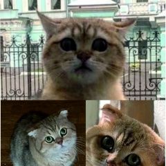 ����: ������� �����  ������� ��� ������ � �. �����