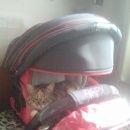 Подробнее об объявлении «Иваново Пропала кошка трёхцветная ласковая» Фото: пропала кошка  «Иваново Пропала кошка трёхцветная ласковая» в г. Иваново