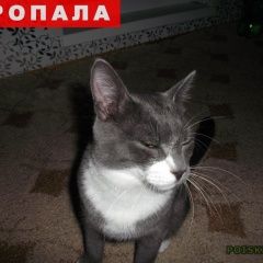 Подробнее об объявлении «Пермь Пропал кот» Фото: пропала кошка  «Пермь Пропал кот» в г. Пермь