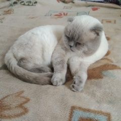 Картинка пропала кошка В городе Севастополь потерялся котейка. Севастополь
