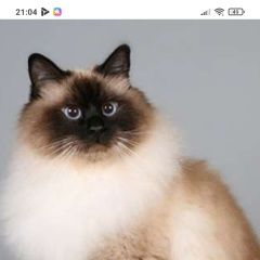 Подробнее об объявлении «Брянск Пропала кошка» Фото: пропала кошка  «Брянск Пропала кошка» в г. Брянск