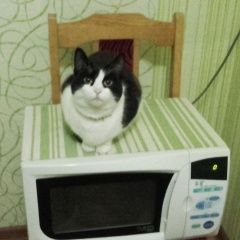 Подробнее об объявлении «Екатеринбург Пропала кошка кличка маша» Фото: пропала кошка  «Екатеринбург Пропала кошка кличка маша» в г. Екатеринбург