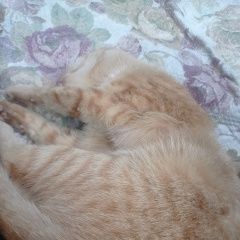 Подробнее об объявлении «Ковров Пропал кот симба» Фото: пропала кошка  «Ковров Пропал кот симба» в г. Ковров