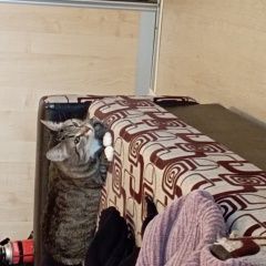 Подробнее об объявлении «Петрозаводск Пропала кошка» Фото: пропала кошка  «Петрозаводск Пропала кошка» в г. Петрозаводск