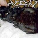 Подробнее об объявлении «Москва Пропал кот в южном бутово» Фото: пропала кошка  «Москва Пропал кот в южном бутово» в г. Москва