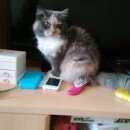 Подробнее об объявлении «Иваново Пропала кошка украли кошку» Фото: пропала кошка Персидская «Иваново Пропала кошка украли кошку» в г. Иваново