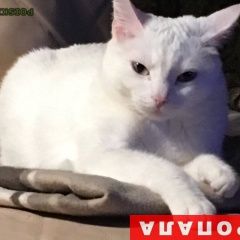 Подробнее об объявлении «Красноярск Пропала кошка» Фото: пропала кошка  «Красноярск Пропала кошка» в г. Красноярск