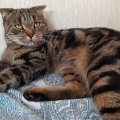 Подробнее об объявлении «Пропала кошка шотланская вислоухая 5 лет Санкт-Петербург» Фото: пропала кошка  «Пропала кошка шотланская вислоухая 5 лет...» в г. Санкт-Петербург