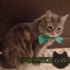 Подробнее об объявлении «Таганрог Пропал кот» Фото: пропала кошка  «Таганрог Пропал кот» в г. Таганрог
