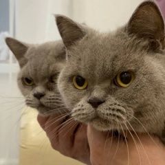 Подробнее об объявлении «Москва Пропала кошка в районе жк михайловское, рязанский райо» Фото: пропала кошка Британская короткошерстная кошка «Москва Пропала кошка в районе жк михайловское,...» в г. Москва