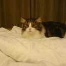 Подробнее об объявлении «Чехов Пропал кот» Фото: пропала кошка Мейн-кун «Чехов Пропал кот» в г. Чехов