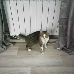 Подробнее об объявлении «Пропал кот Макеевка» Фото: пропала кошка  «Пропал кот Макеевка» в г. Макеевка