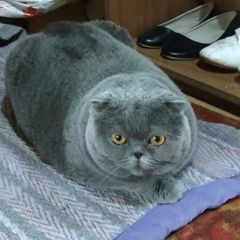 Подробнее об объявлении «Пропала кошка Богородицк» Фото: пропала кошка  «Пропала кошка Богородицк» в г. Богородицк