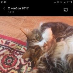 Подробнее об объявлении «Пропала кошка Апрелевка» Фото: пропала кошка  «Пропала кошка Апрелевка» в г. Апрелевка