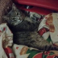 Подробнее об объявлении «Нижний Новгород Пропал кот» Фото: пропала кошка  «Нижний Новгород Пропал кот» в г. Нижний Новгород