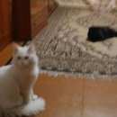 Подробнее об объявлении «Подольск Пропал кот» Фото: пропала кошка  «Подольск Пропал кот» в г. Подольск