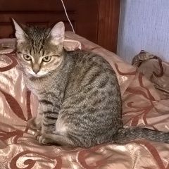 Подробнее об объявлении «Пропала кошка Москва» Фото: пропала кошка  «Пропала кошка Москва» в г. Москва
