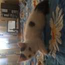 Подробнее об объявлении «Пропал кот белый котик Томск» Фото: пропала кошка  «Пропал кот белый котик Томск» в г. Томск