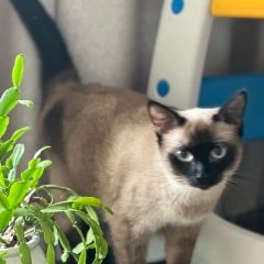 Подробнее об объявлении «Пропала кошка сиамская Симферополь» Фото: пропала кошка  «Пропала кошка сиамская Симферополь» в г. Симферополь