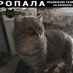 Подробнее об объявлении «Пропал кот британская короткошерстная Краснодар» Фото: пропала кошка Британская короткошерстная «Пропал кот британская короткошерстная Краснодар» в г. Краснодар