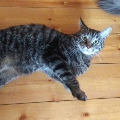 Подробнее об объявлении «Сургут Пропал кот усатый- полосатый» Фото: пропала кошка  «Сургут Пропал кот усатый- полосатый» в г. Сургут