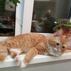 Подробнее об объявлении «Пропал кот Самара» Фото: пропала кошка  «Пропал кот Самара» в г. Самара
