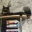 Подробнее об объявлении «Пермь Пропала кошка окрас - богатка» Фото: пропала кошка  «Пермь Пропала кошка окрас - богатка» в г. Пермь